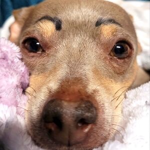 Meet your Posher, Grace